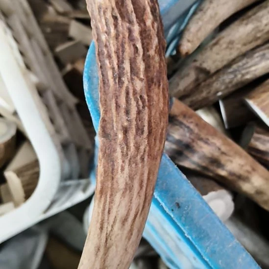 大***来鹿角鹿角鹿角鹿角鹿角鹿角鹿角鹿角鹿角
