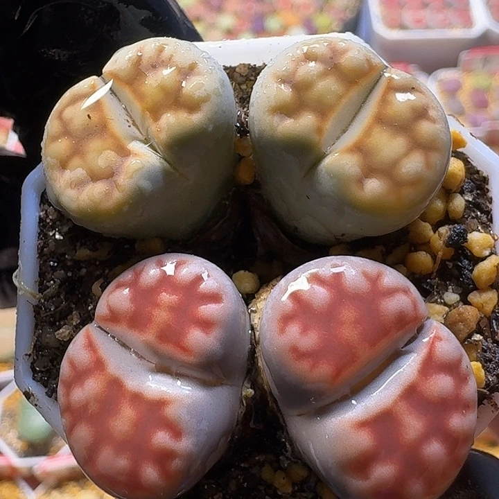 生石花1122。   267
