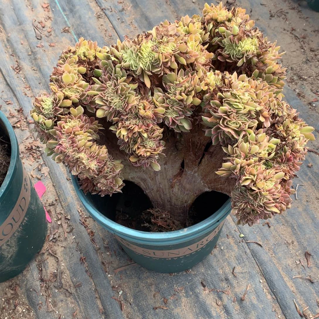 粉女巫一颗缀化的