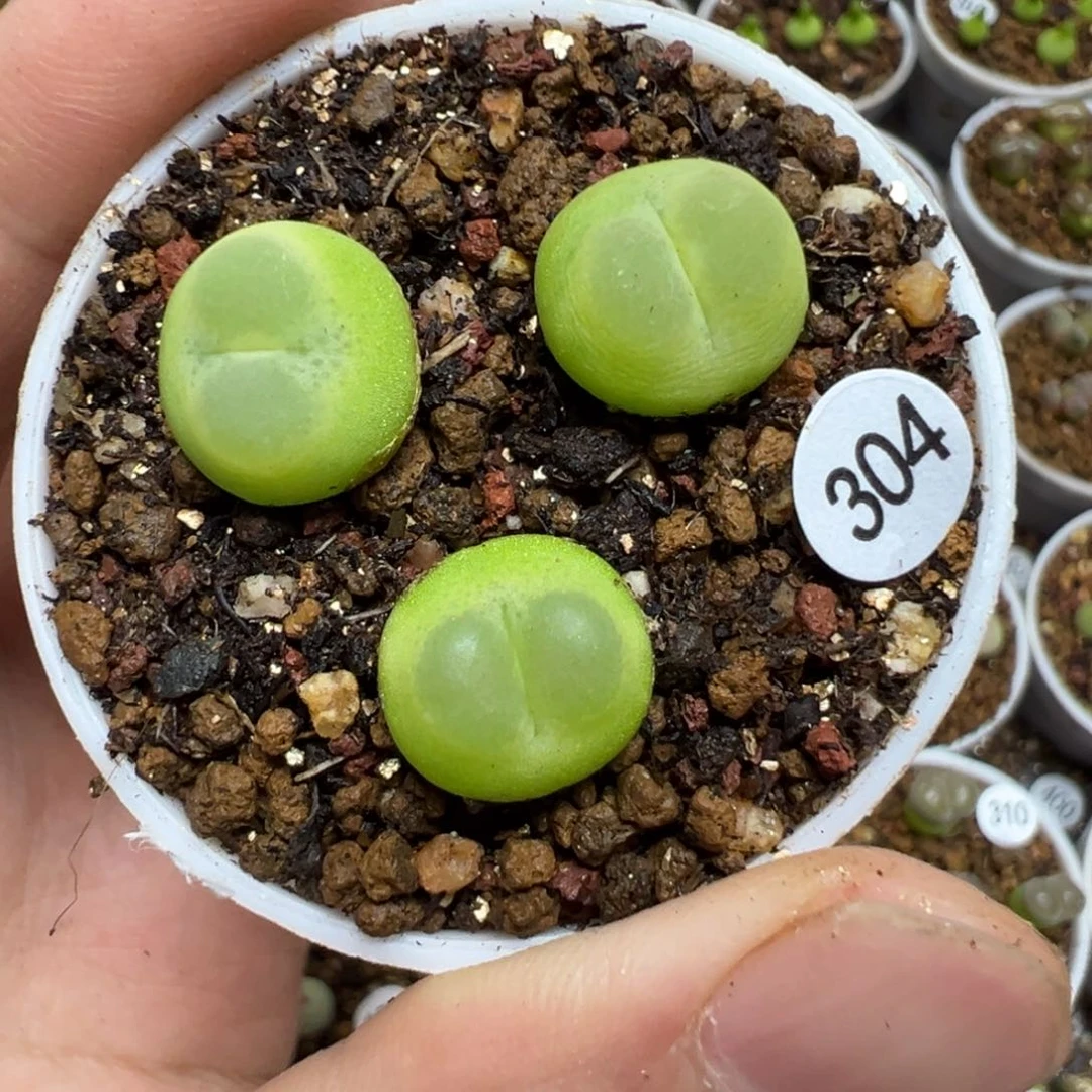 拉登1.3cm一颗脱土304