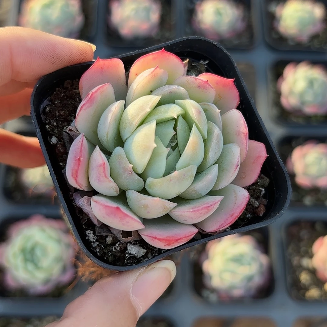 精品贝瑞多肉植物