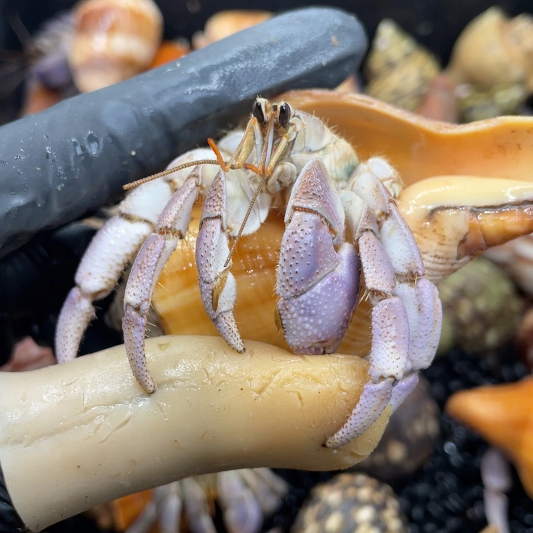 2.8口香芋紫里拉