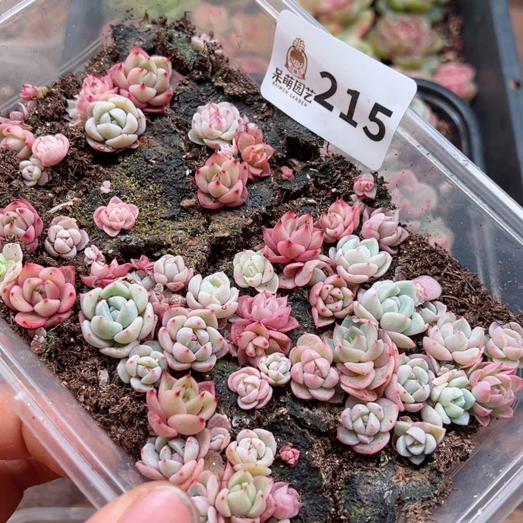 多肉植物多肉植物