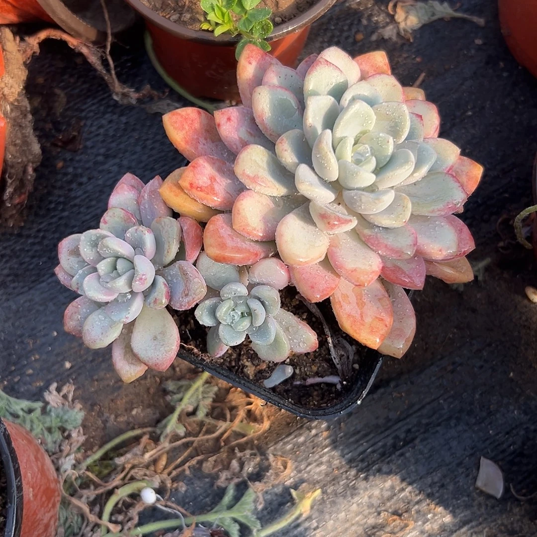 多肉植物花斑鹿群