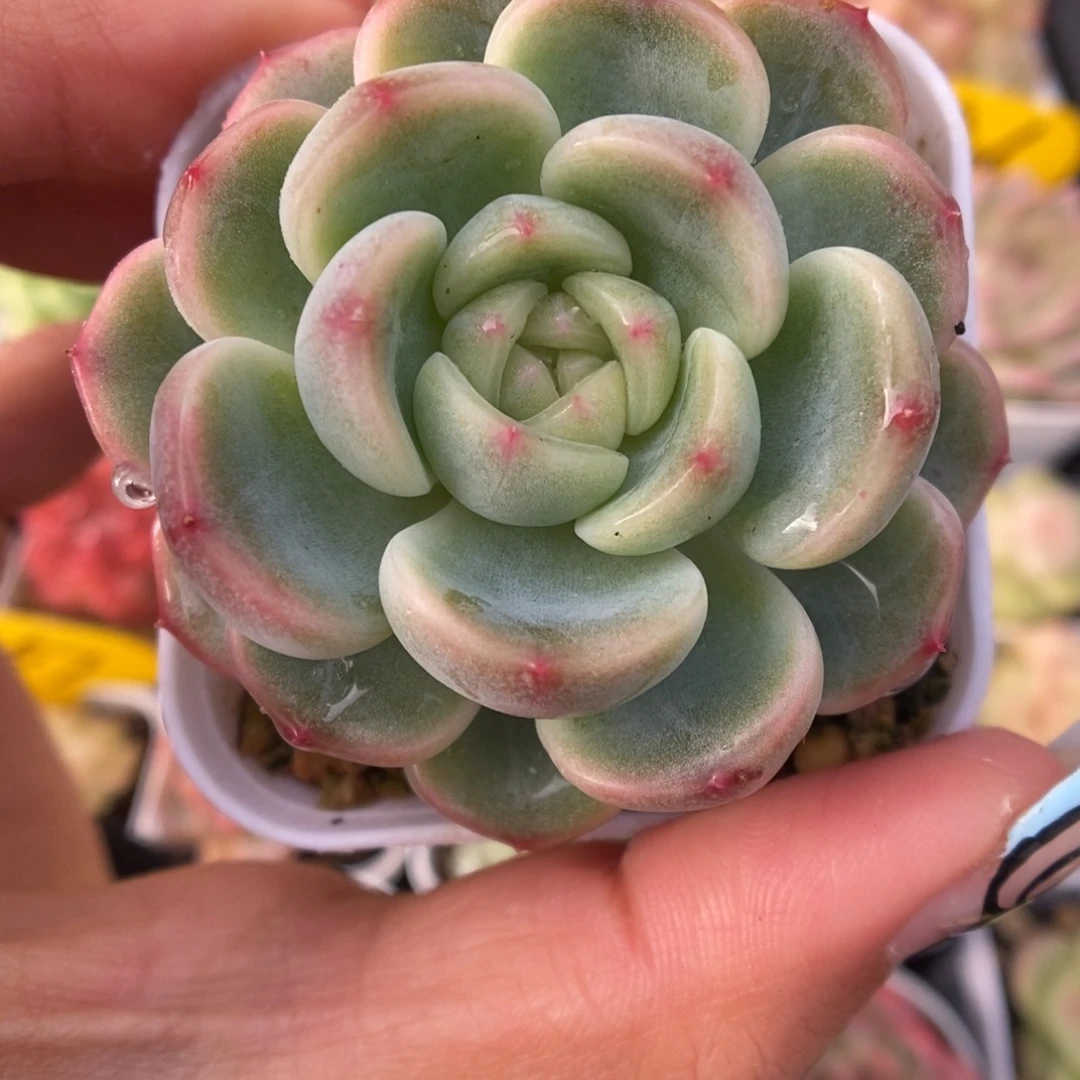 童话甜心可拍908号。