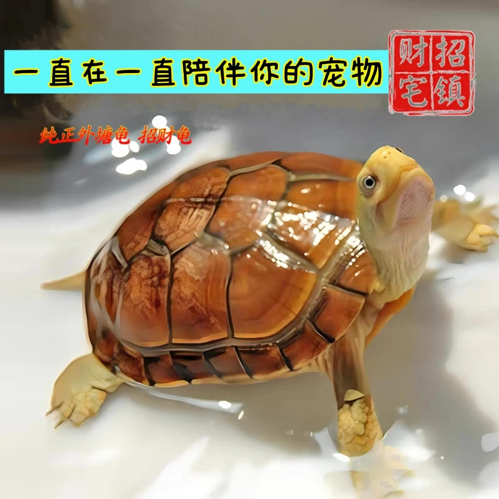 萌乌龟活物大巴西龟活体宠物龟观赏龟绿色小彩龟水龟活物火焰地图