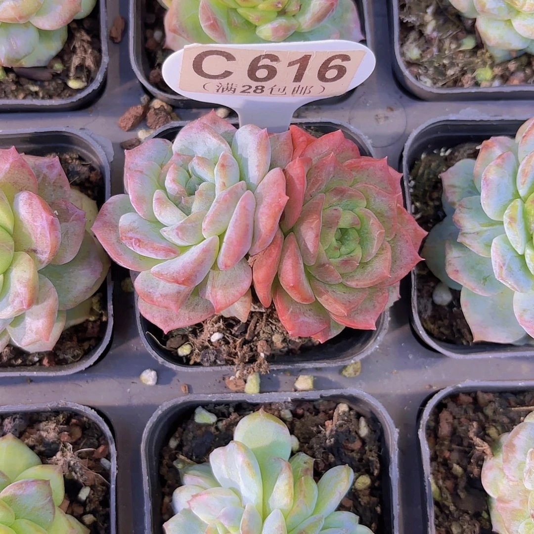 C616糖心石化一物一拍