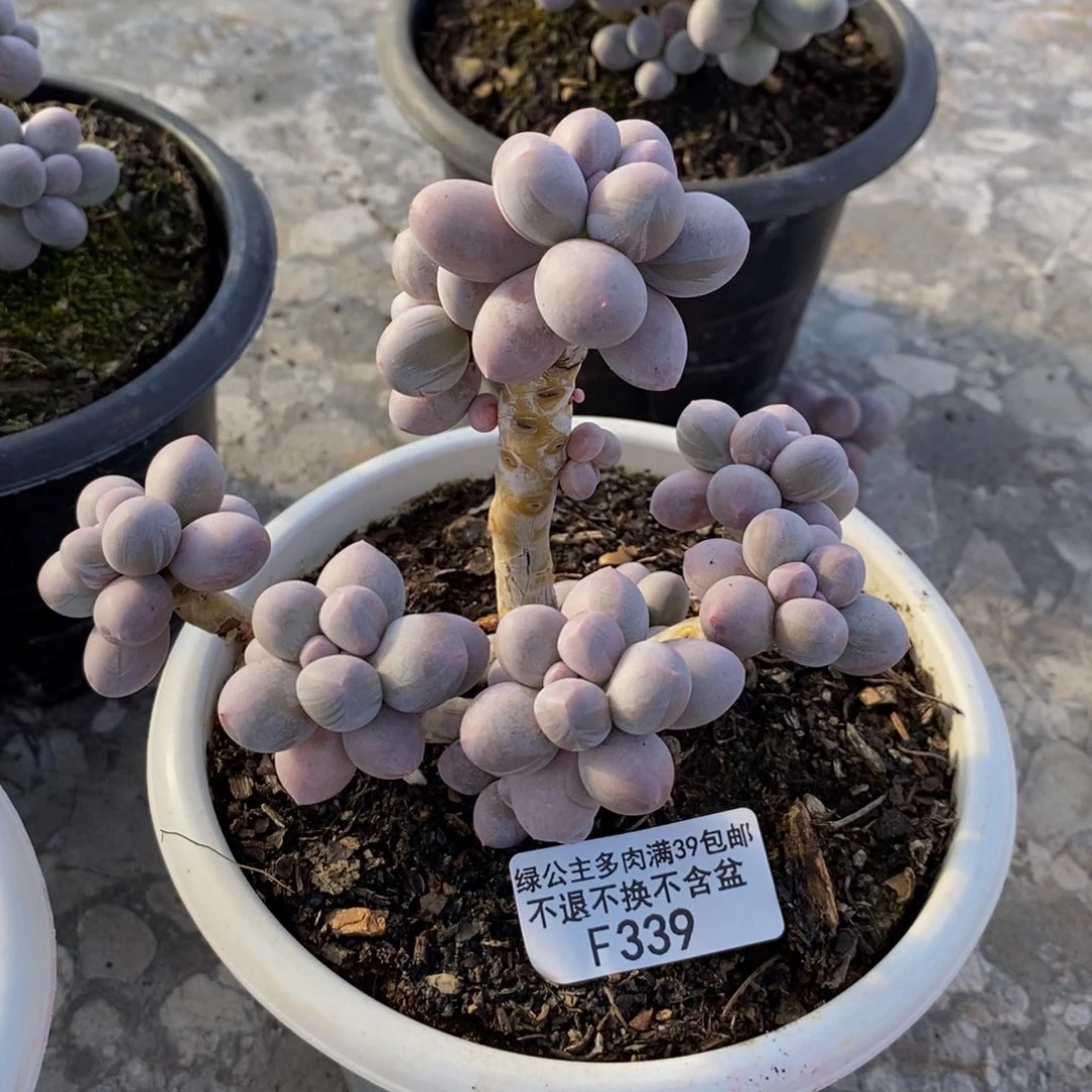 339香水手指奶多肉9cm