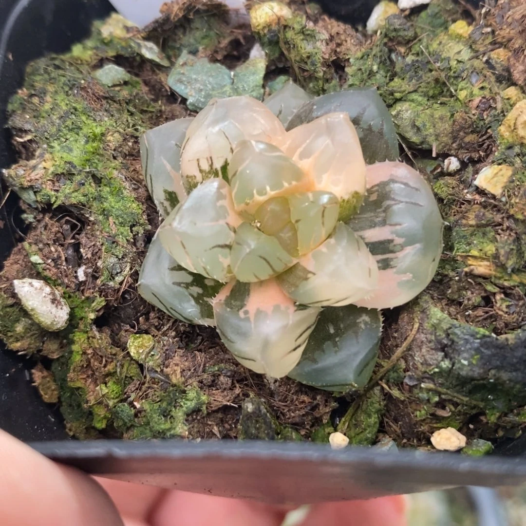 521水中月玉露锦一物一拍3厘米