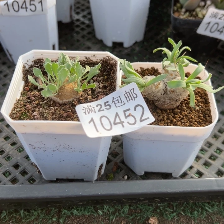 厚敦菊452，一物一拍带盆