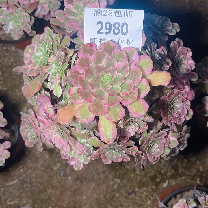 2980霁月多肉植物保护