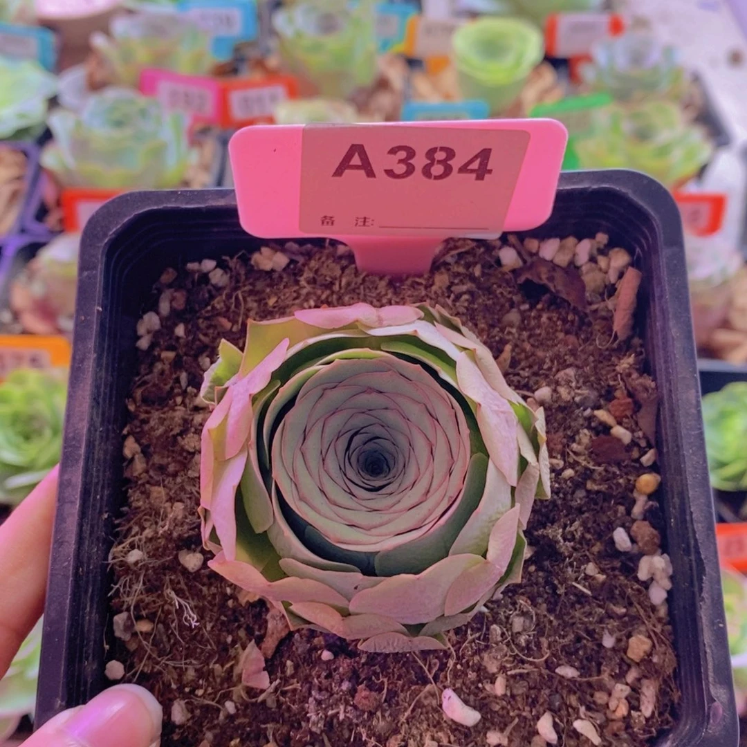 山地玫瑰一物一拍384