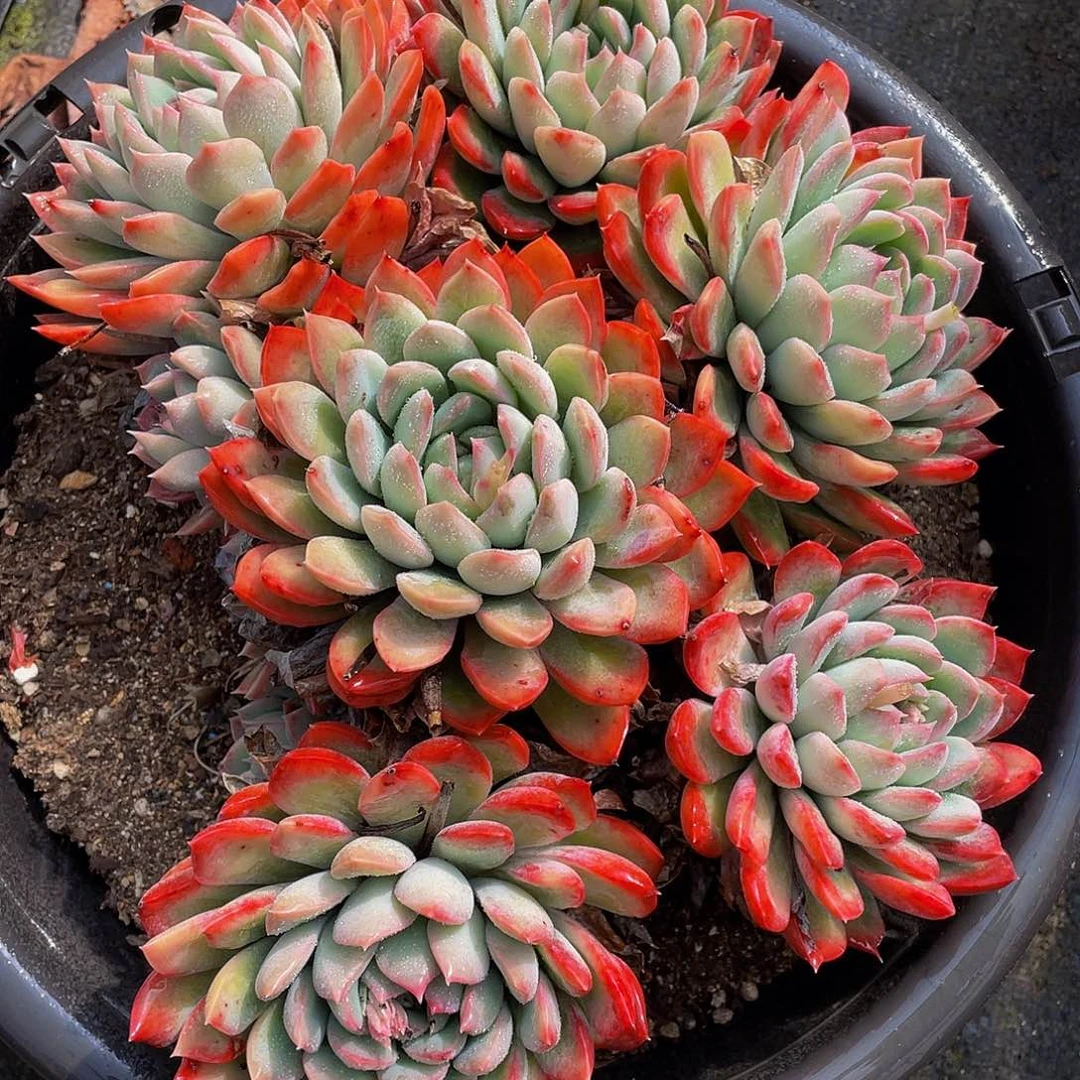 麦达斯国王多肉植物1066