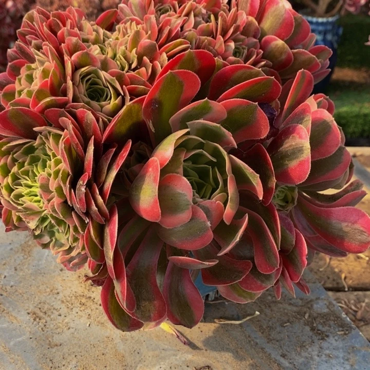 笑***了粉女巫缀化多肉1颗