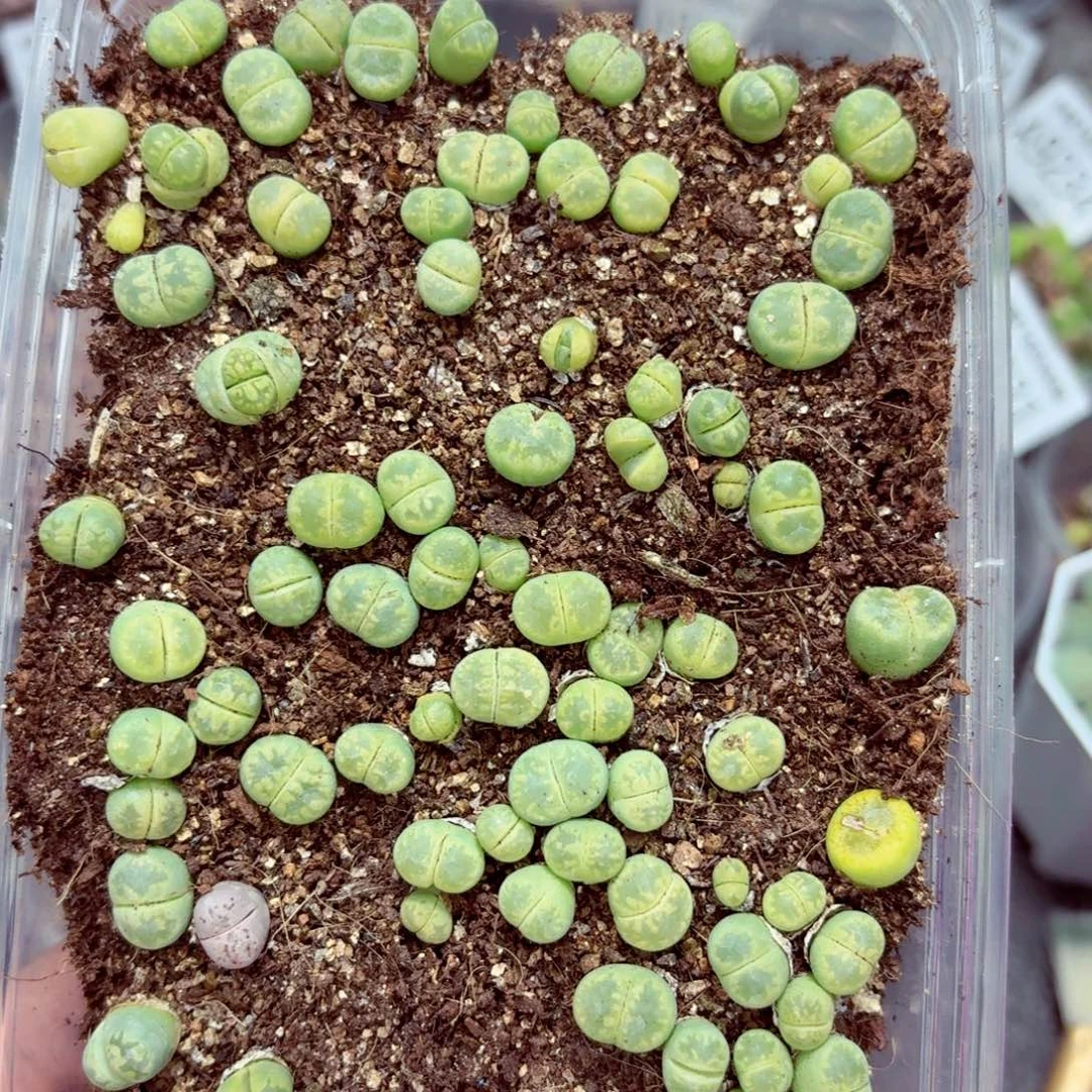 9255––零下地区需拍保温箱