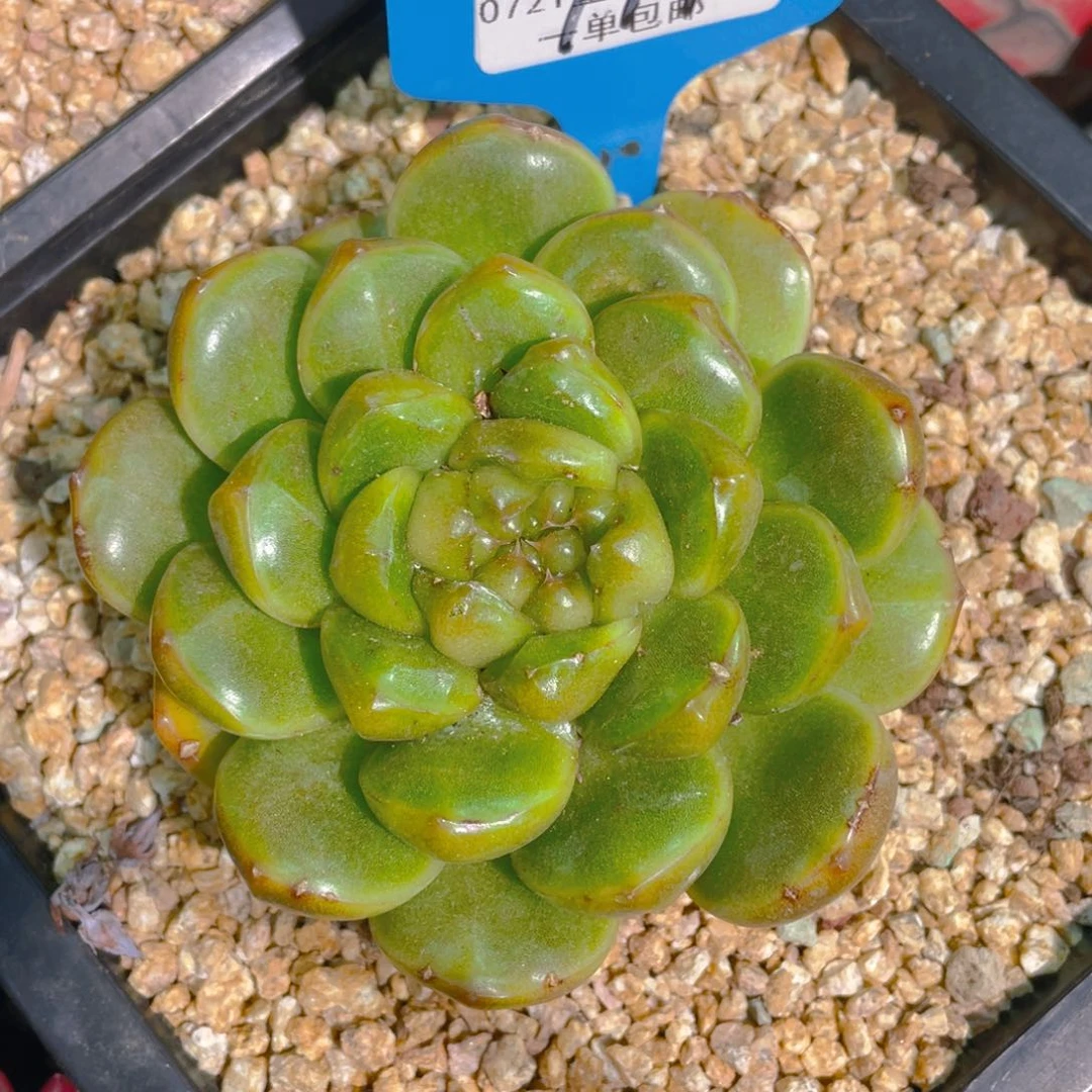 0725-111-皮埃拉珍妮单头一颗量拍