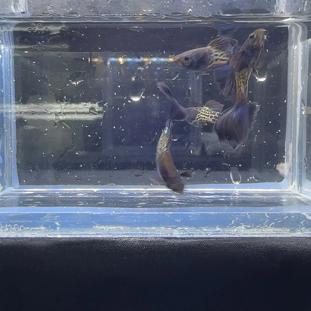 孔雀鱼关注主播可以竞拍