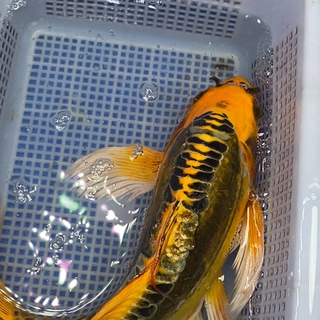锦鲤冷水锦鲤包邮