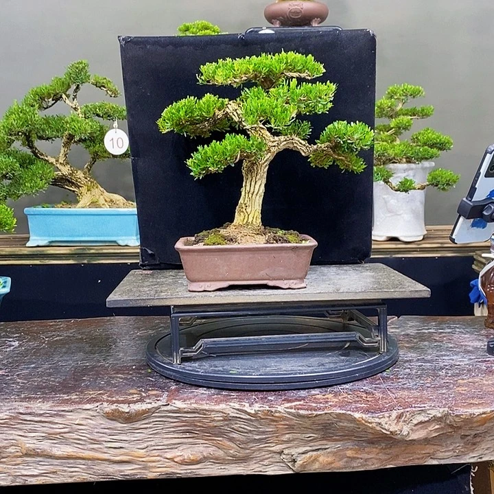 无花朵m黄杨盆景四季常青