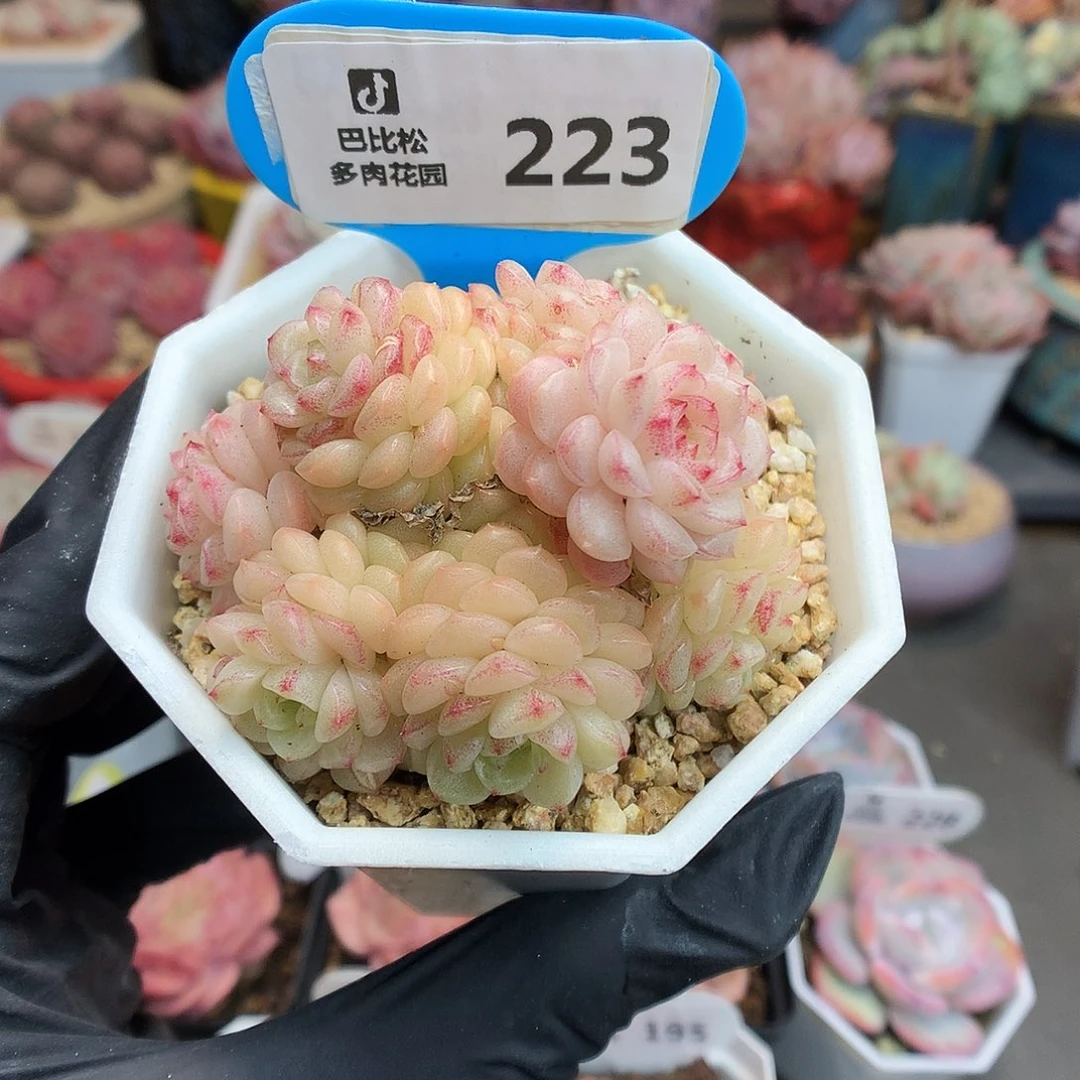 223 灯泡叶麦杆多肉