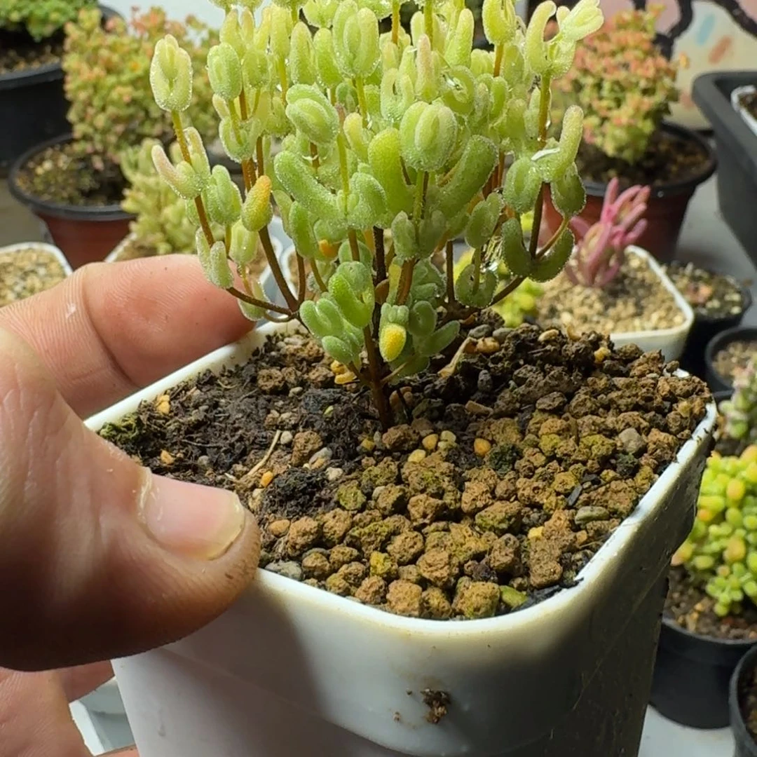 青*多肉植物枝干番杏