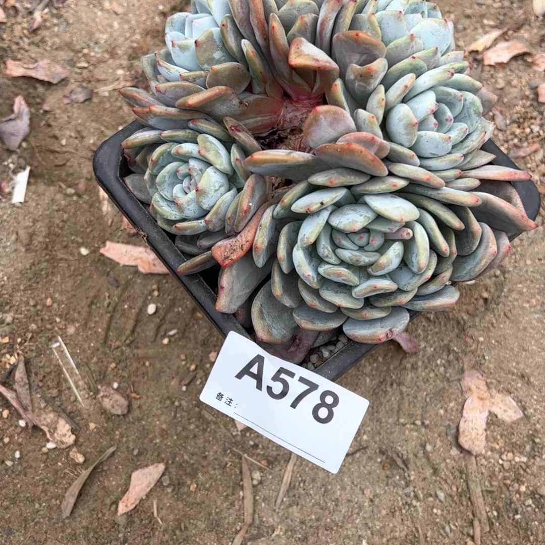 品*578 多肉多肉多肉多肉多肉