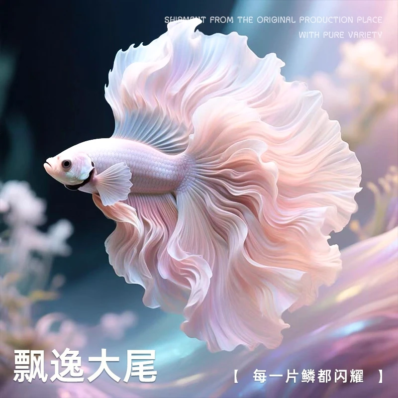 欧岳Betta90-180直播选鱼泰国精品斗鱼易养热带观赏鱼小精灵斗鱼