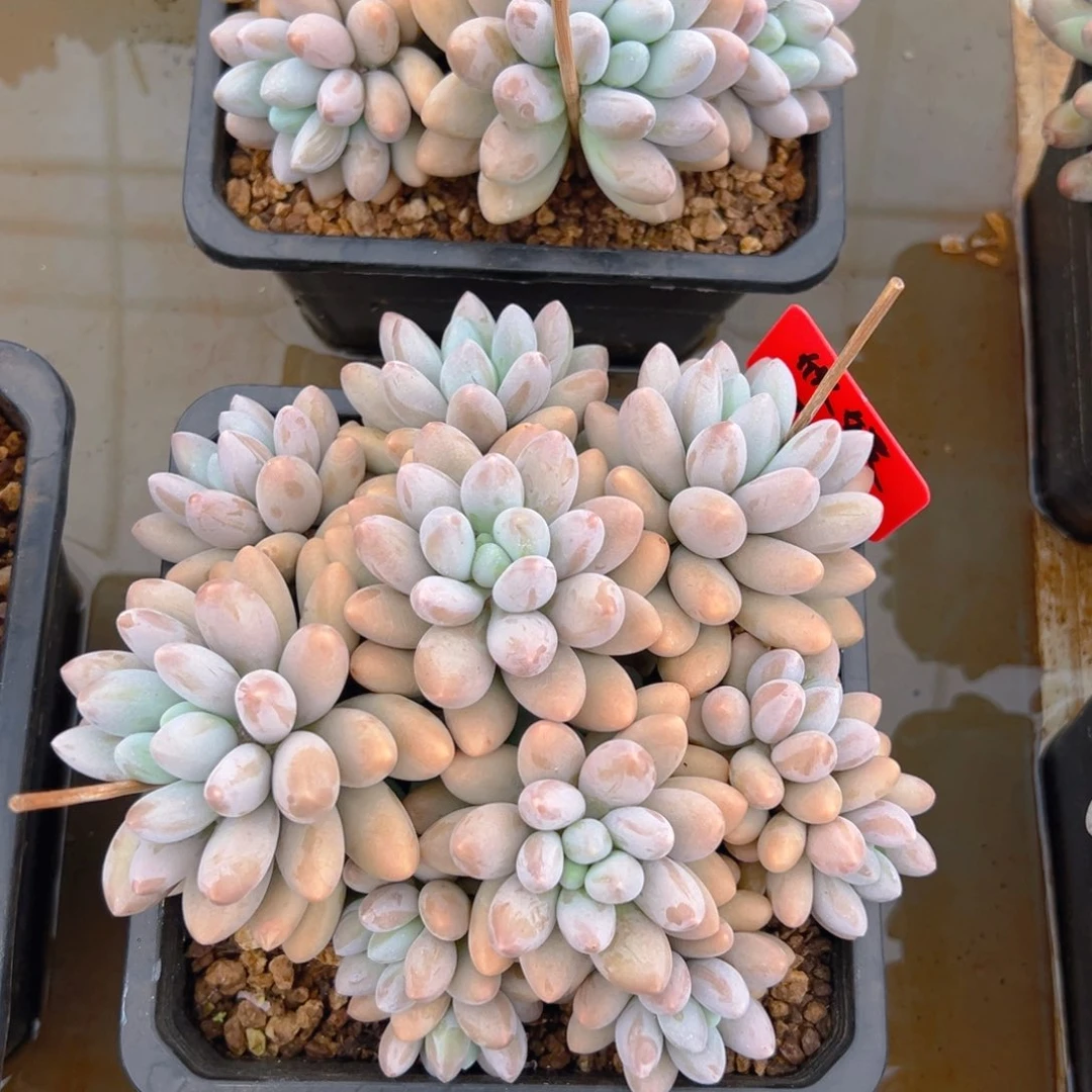 7211111111111111寄养