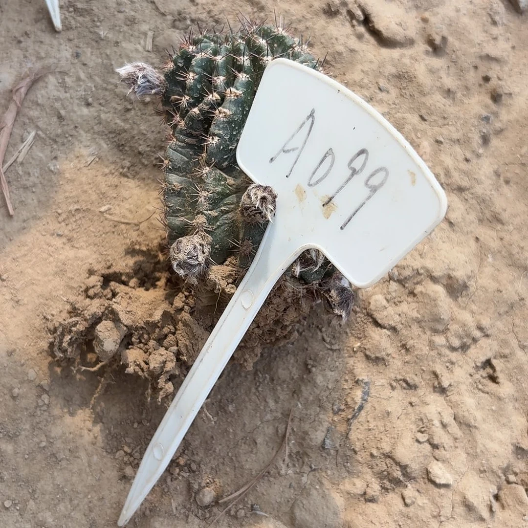 徐***蒙A099,073瑕疵歪头