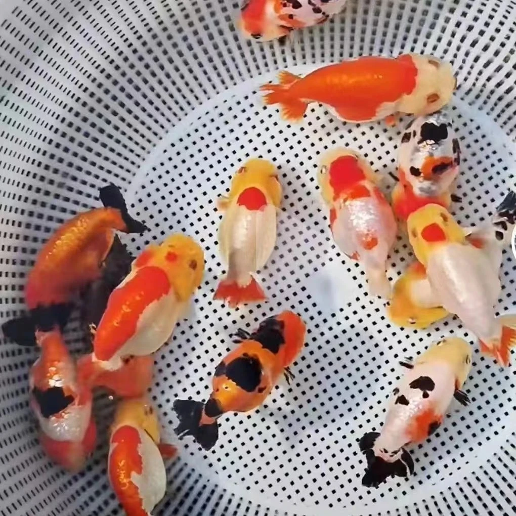 【赛级金鱼苗】31条 兰寿元宝玛丽泰狮鎏金 2-4公分 不指定