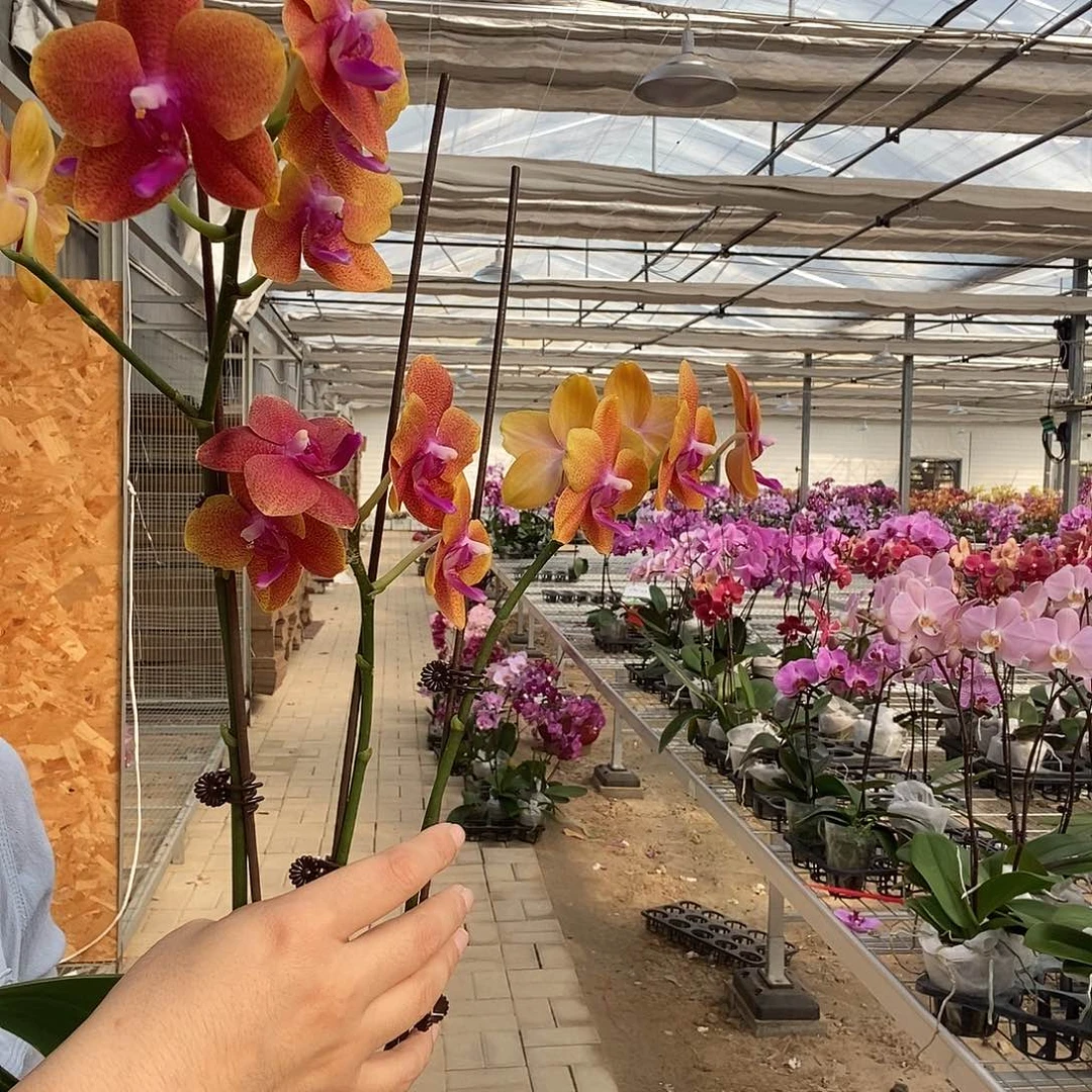 完全开放相恋3剑1棵123