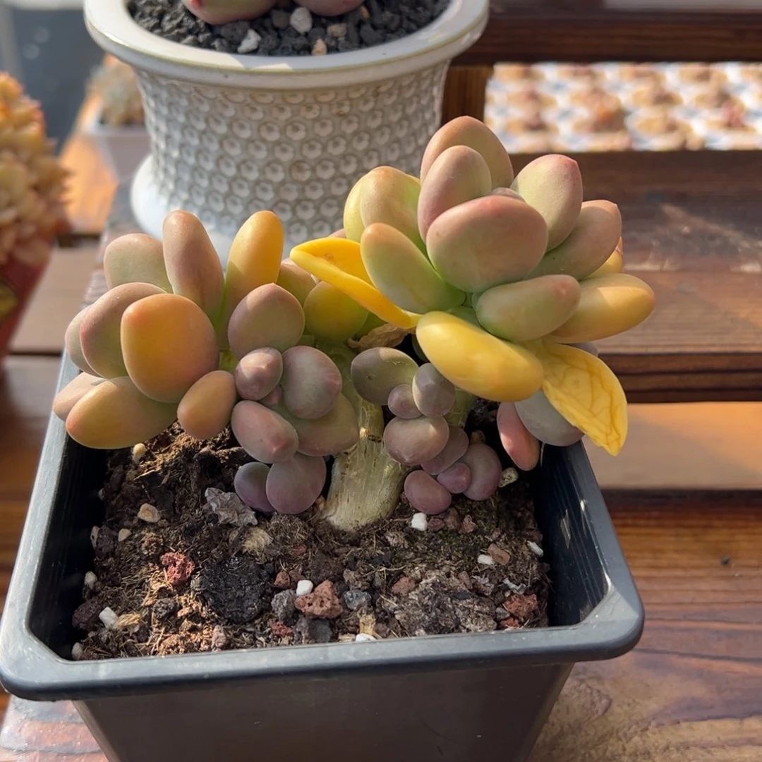 张张精品多肉芒果奶