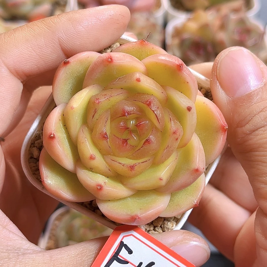 F166一物一拍 蜜蜡糖