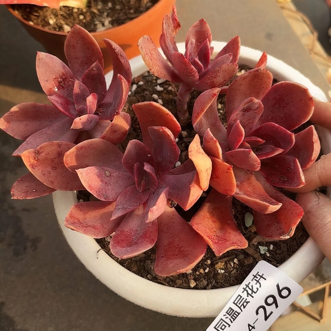 同温层多肉花伐296