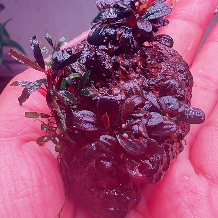 福利55福利价植物一份