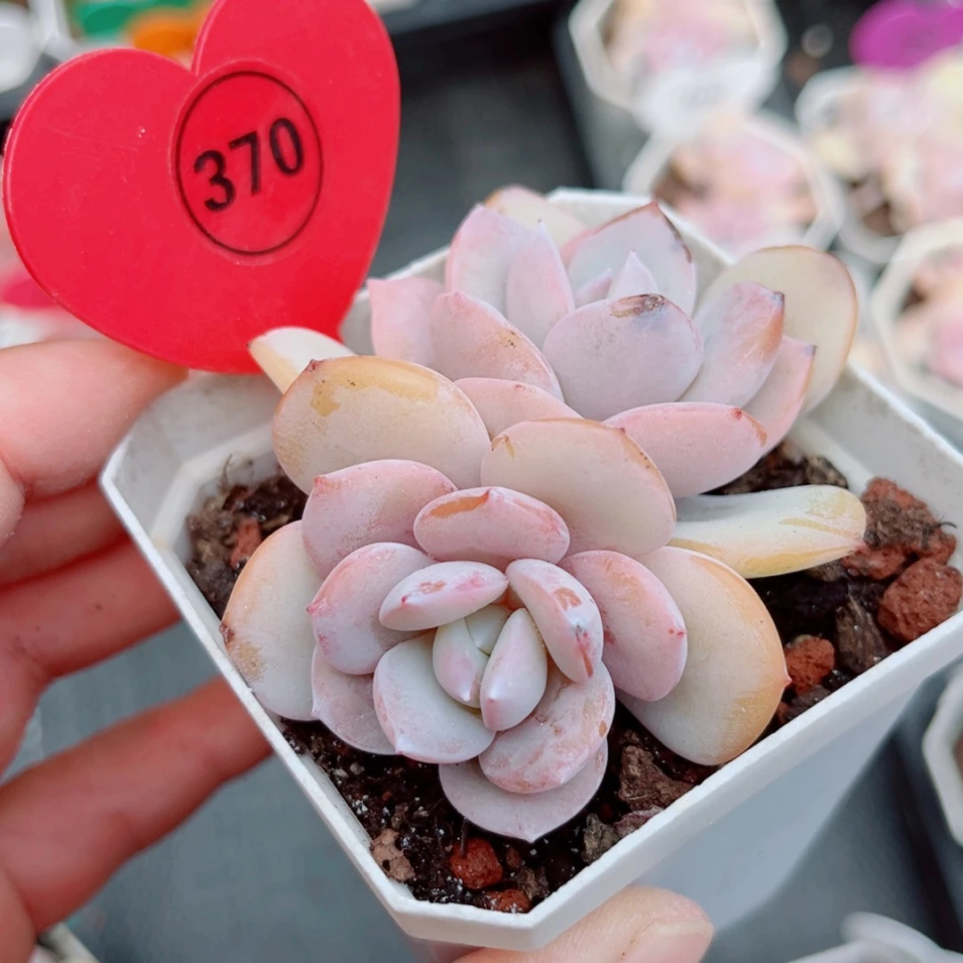 370号小老桩奶茶双头