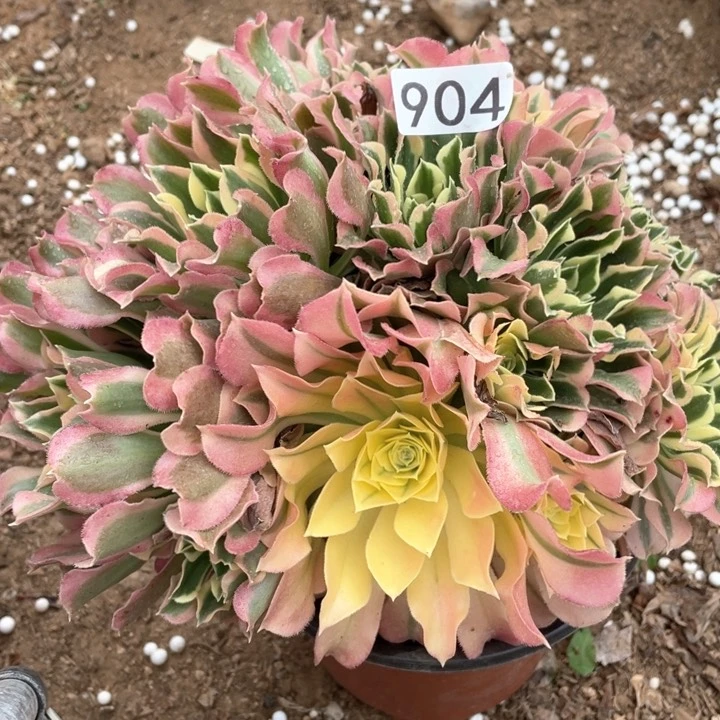 善***言904多肉植物白凤