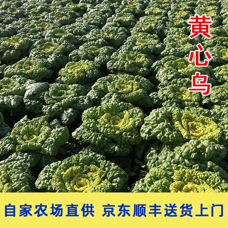 京东顺丰包邮苏北农村新鲜现摘露天霜冻黄心乌黄心菜乌塌菜小白菜