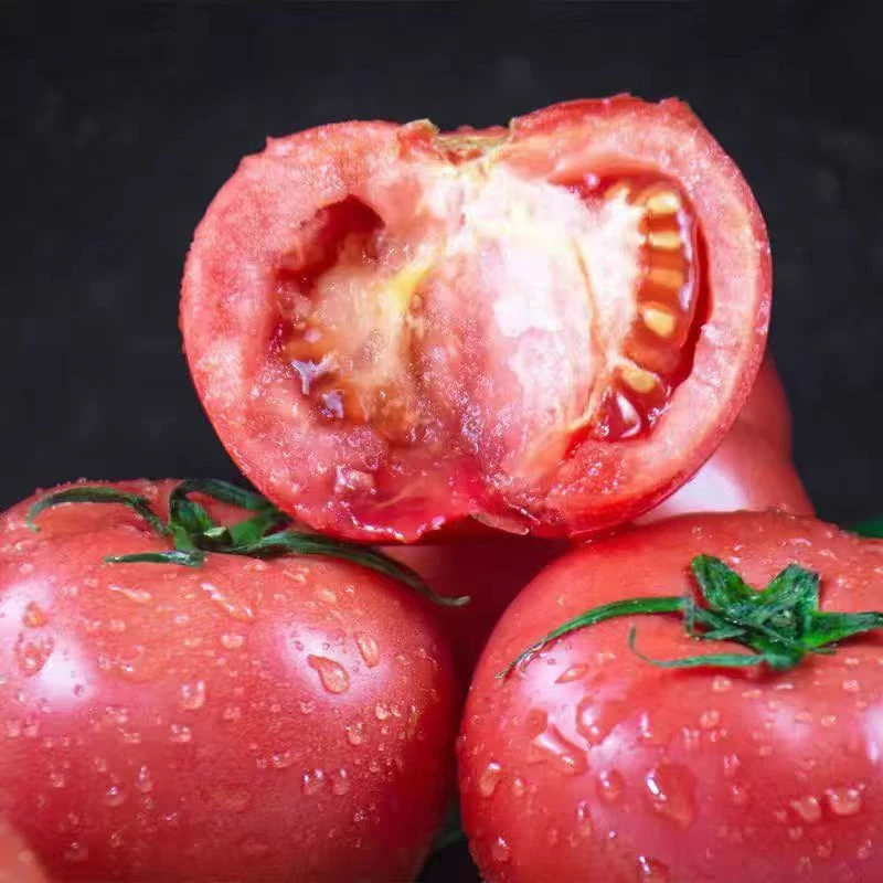 山东沙瓤西红柿 净重4.5斤装 单果150g+ 新鲜当季水果