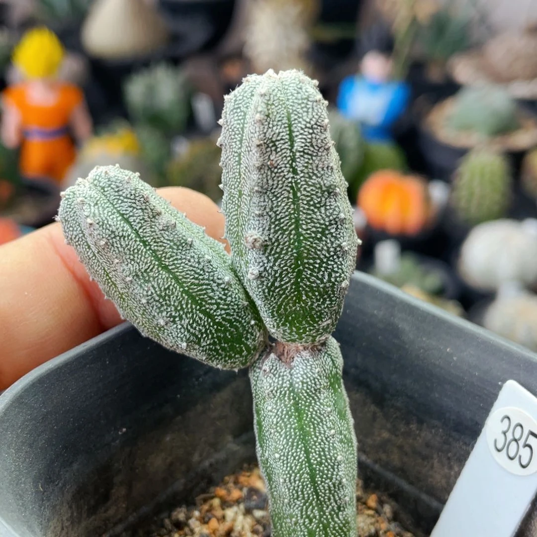 仙人球满28包邮盆5公分恩冢鸾凤阁