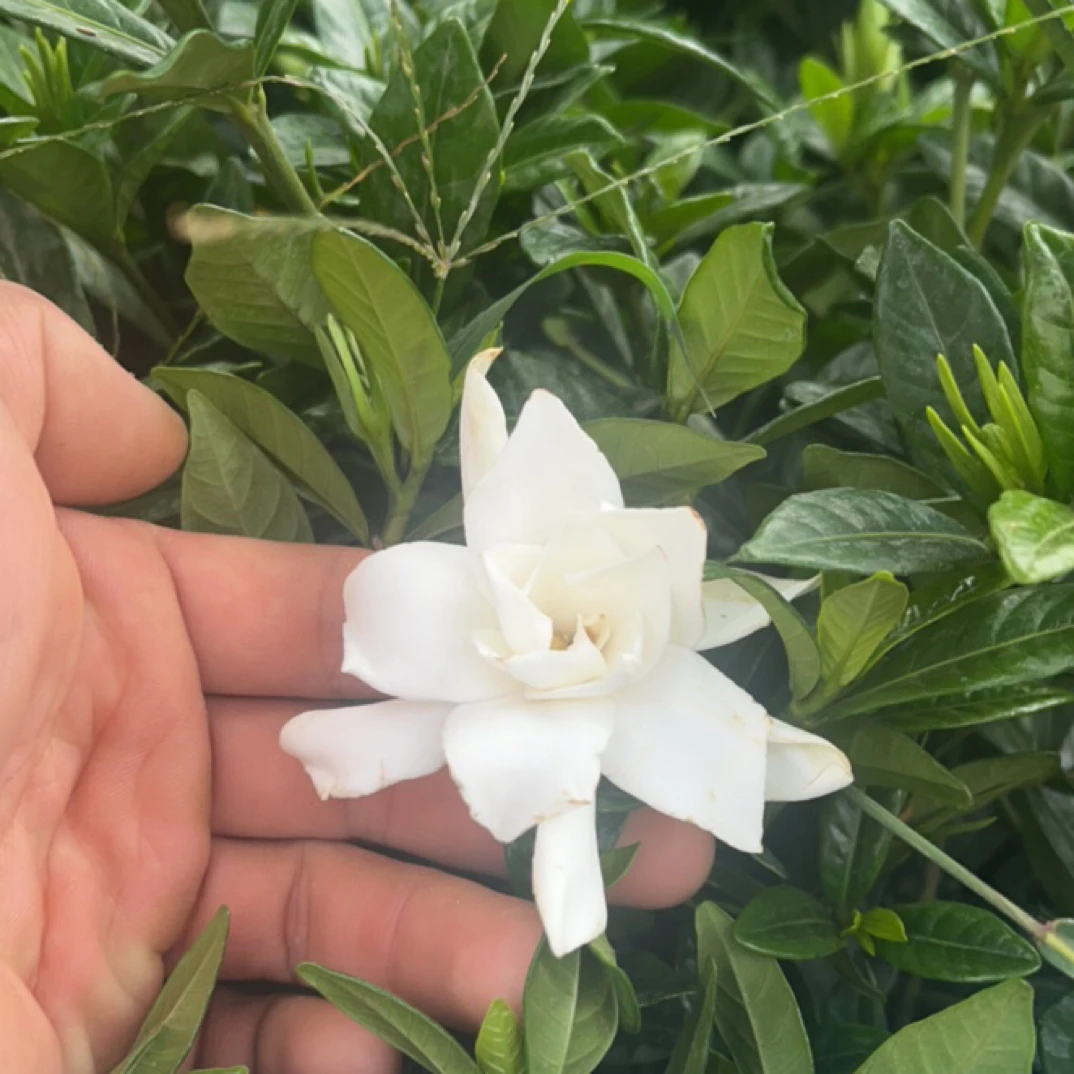 四季开花浓香带花苞栀子花盆栽室内外好养花卉绿植