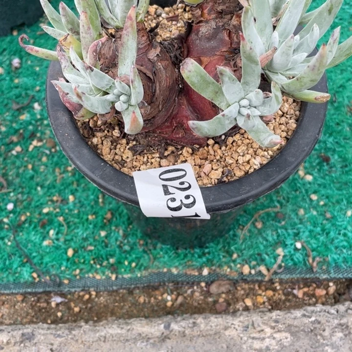 231号雪花多肉植物