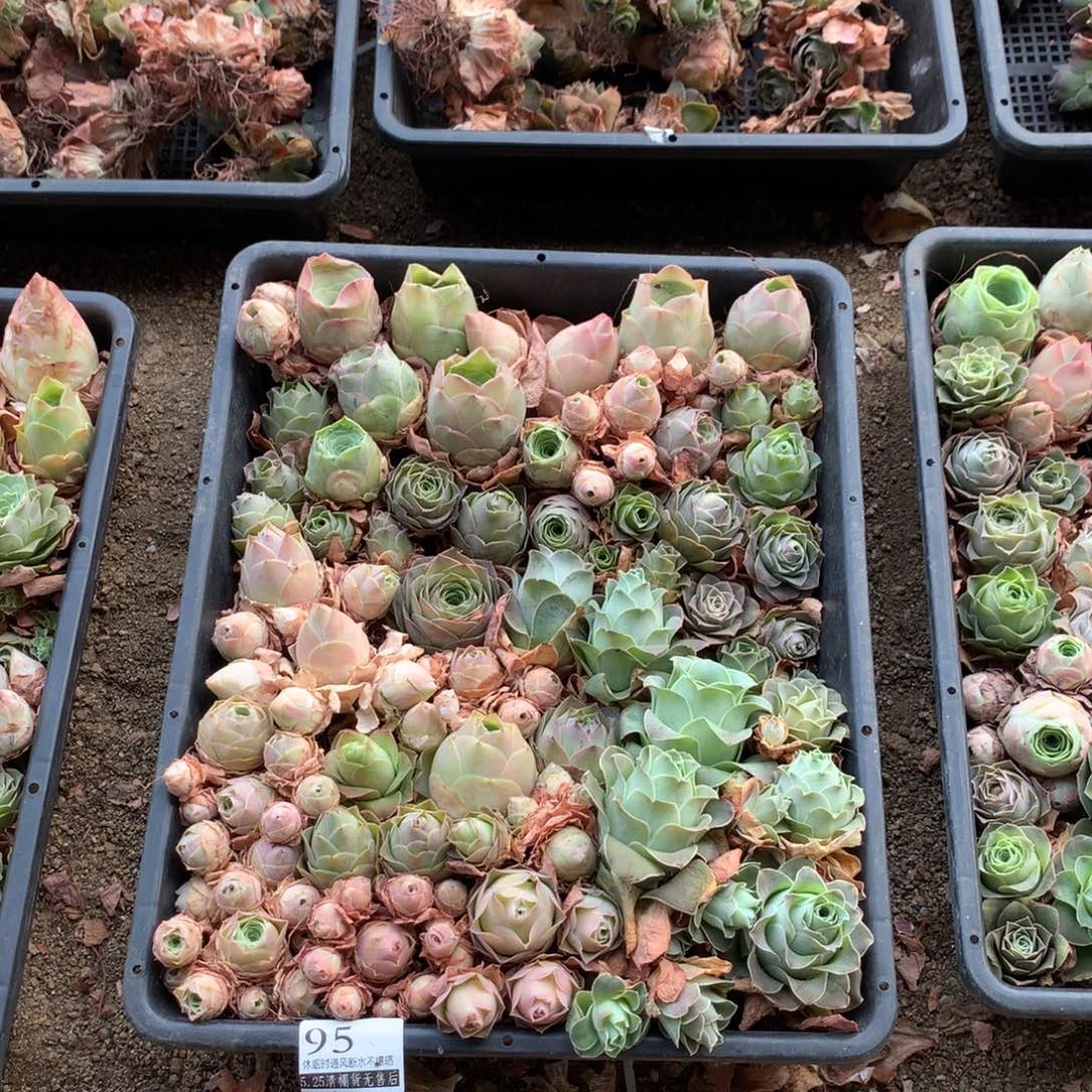 清棚处理瑕疵款95