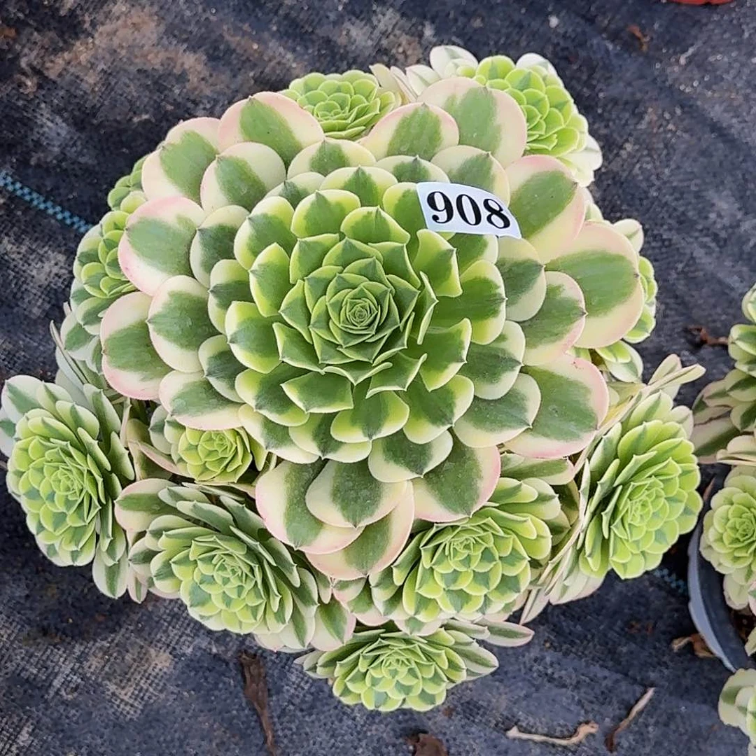 908绿豆沙嫩桩多肉植物
