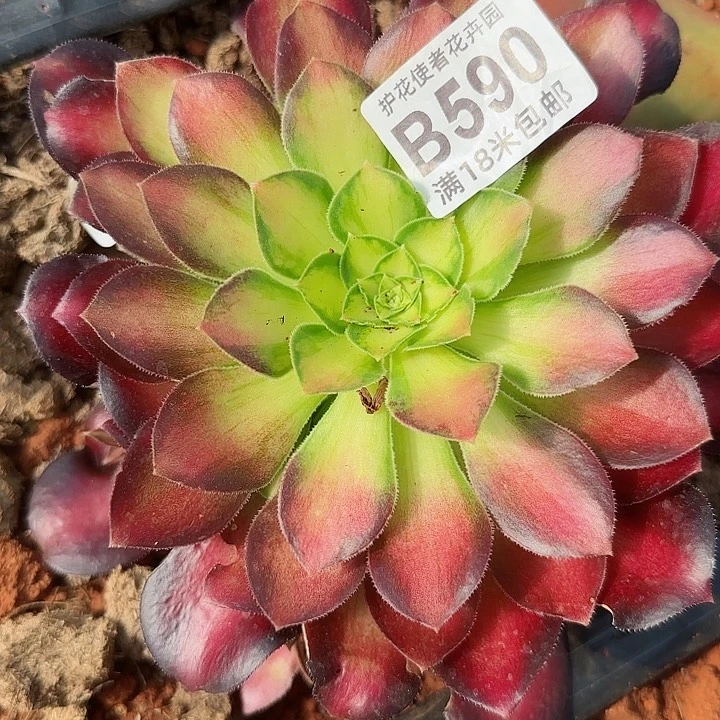 多肉法师淘宝福利