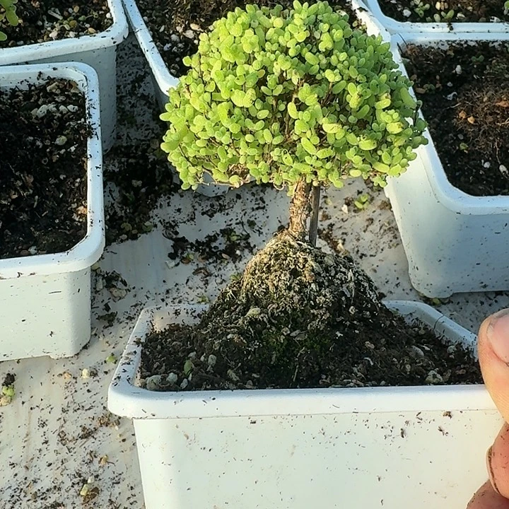 当前无花朵，栽培后可花朵