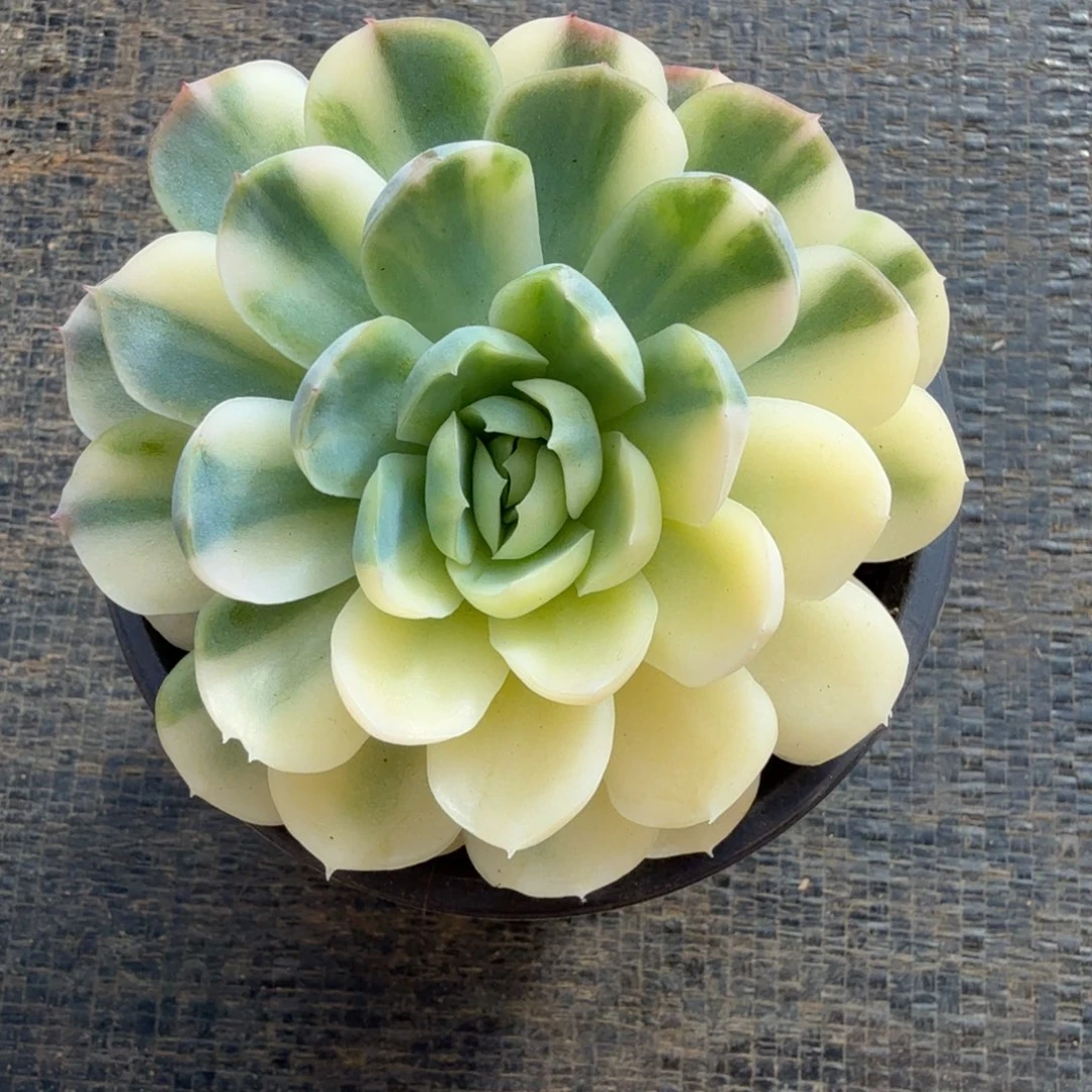 贝瑞锦锦上园艺一物一拍