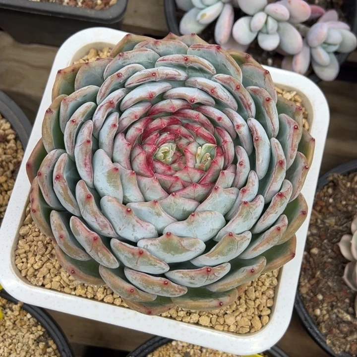 长相思 单头 夏鸣园艺