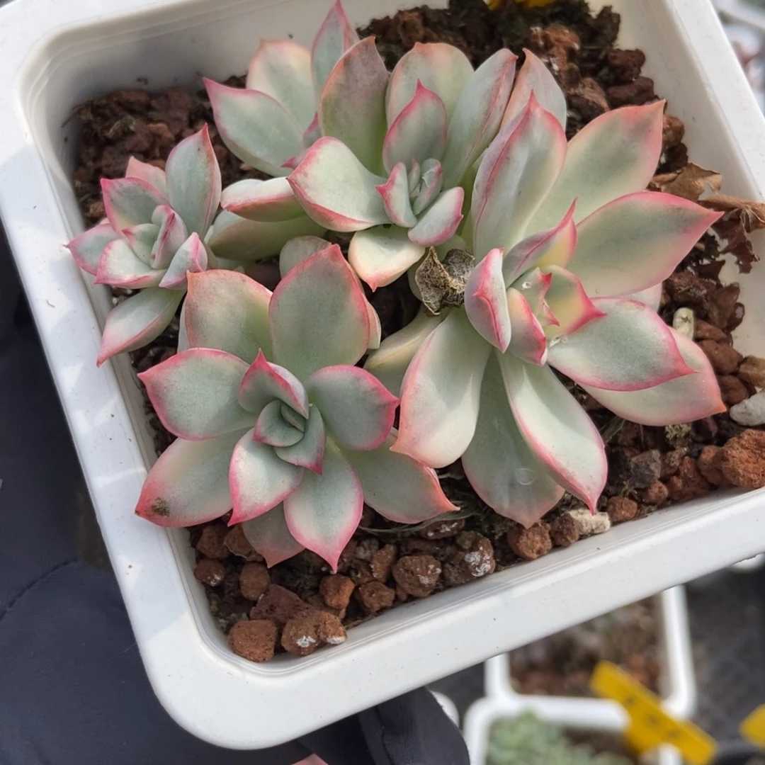 6096月光女神锦多肉植物