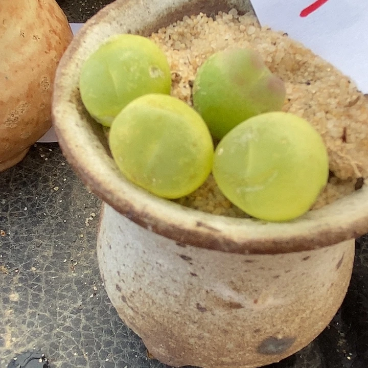 2537拉登有瑕疵一颗。